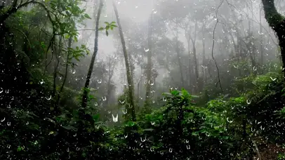 林间大雨