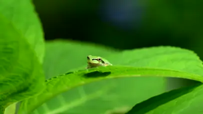 护眼绿叶青蛙