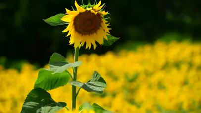 阳光下的向日葵