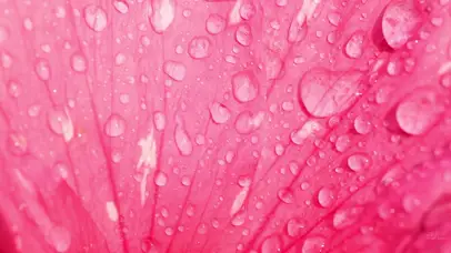 超美粉色花瓣露水