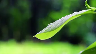绿叶春雨