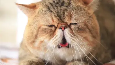 吐舌头的小猫咪