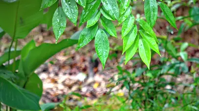 雨中叶子