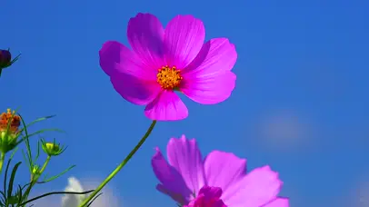 4k超清护眼花海