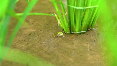 4K夏日夏季夏天农村田园风景