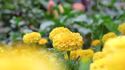 4k唯美夏日风光黄色康乃馨花卉