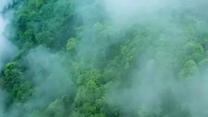 4K唯美森林云雾缭绕迷雾