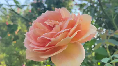 4K自然美景粉色月季花朵花儿