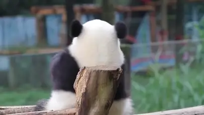 超绝可爱萌熊猫