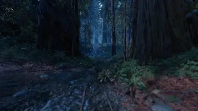 4k安静夜の森