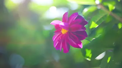 4k唯美夏日风光阳光花朵植物
