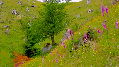 草丛花丛