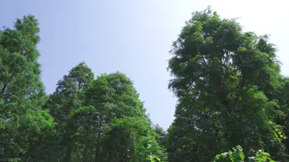 4k农村树林风景