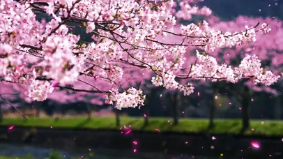 樱花雨