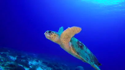 海龟1