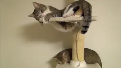 猫爬架上的猫眯