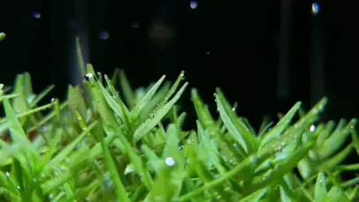 水底小草-护眼