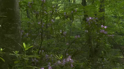 森林鸟语喇叭花