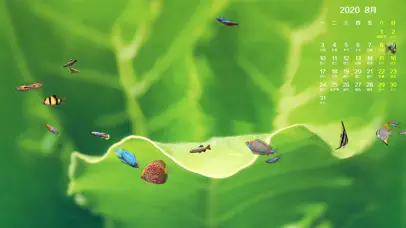 八月日历绿叶鱼