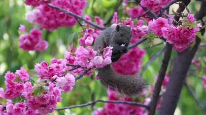 松鼠小鸟配虫鸣鸟叫音乐