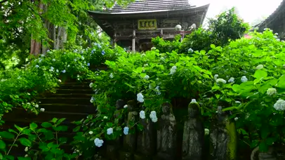 雨中寺庙紫阳花
