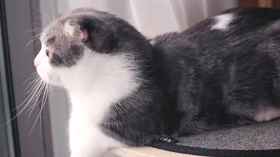 折耳猫迷惑行为-无缝循环