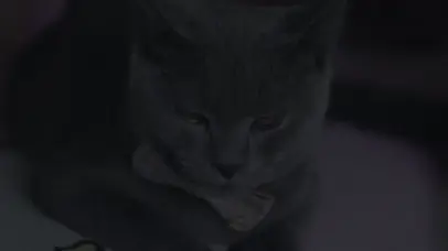 蓝猫