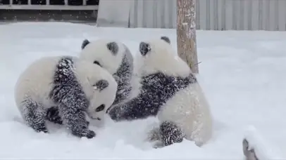 熊猫宝宝打架