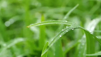 4k春天草地雨中植物小草