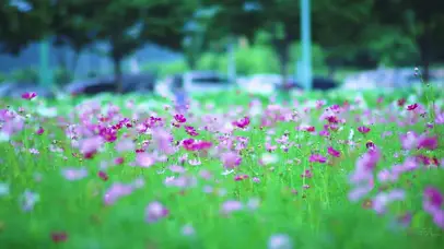 4k绿色护眼野花草循环