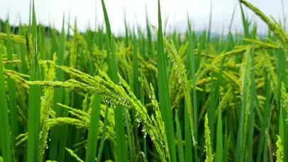 4K风吹稻花飘香绿色稻谷