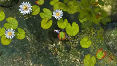 莲塘锦鲤