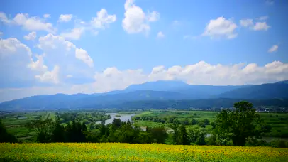 放松夏日向日葵