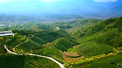 航拍茶园