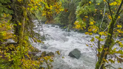 森林河流