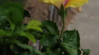 朱槿花植物春天黄色花朵