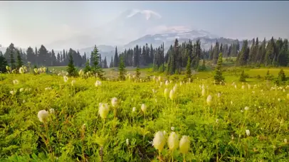 朦胧的雷尼尔山