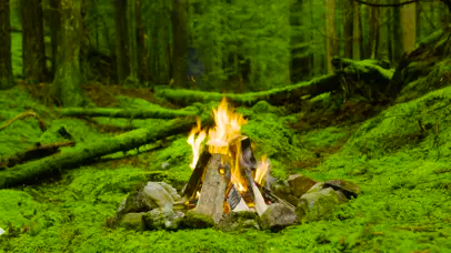 4K森林篝火