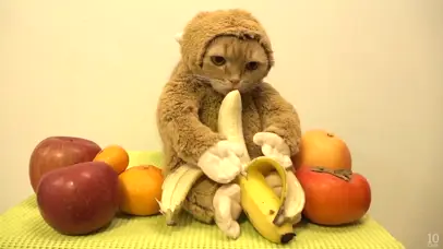 萌猫吃香蕉