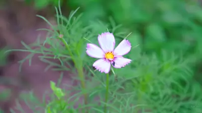 4k夏日风光花卉蚂蚁