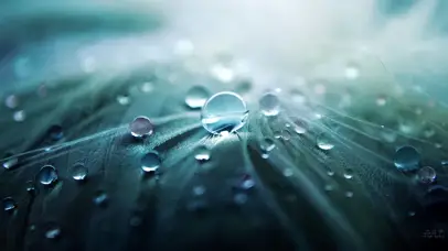 叶上雨露