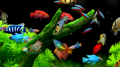 水族箱游鱼带鱼屛