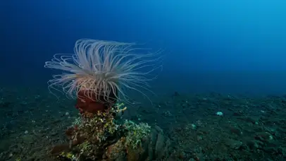 大海葵
