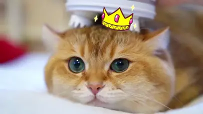 小猫咪做按摩