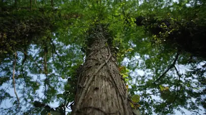 4K夏日阳光枝繁叶茂树干