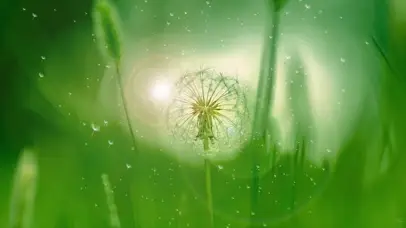 护眼梦幻蒲公英