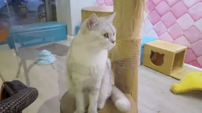 玻璃窗里的小猫咪