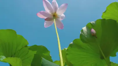 4K唯美清新夏日盛开荷花自然