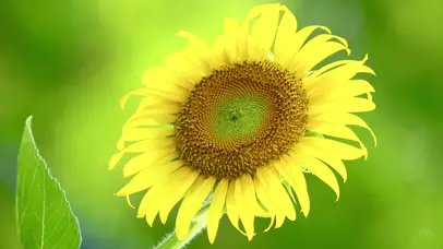 护眼绿色向日葵