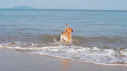 4K宠物狗海边戏水